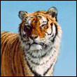 lion-rusel